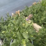 Šalvia hájna (Salvia nemorosa) ‘PINK BEAUTY´ - kont. C1L